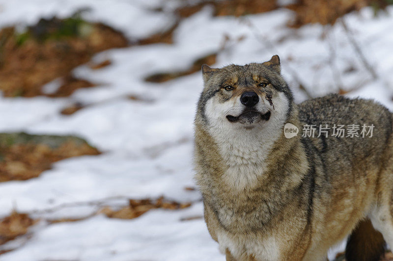 属狼种(Canis lupus)